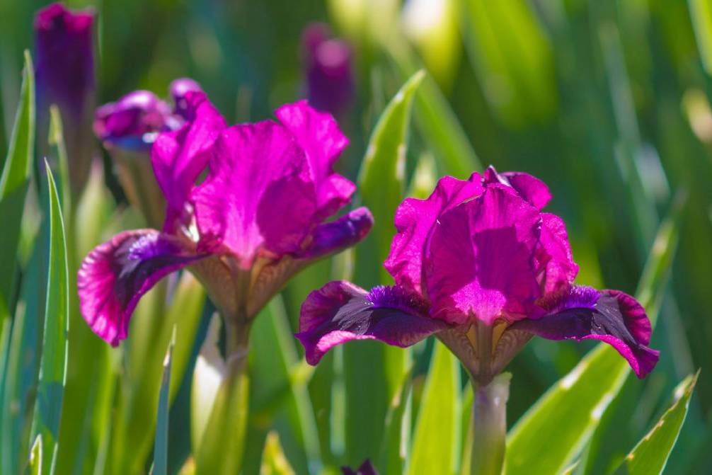 Iris Flowers