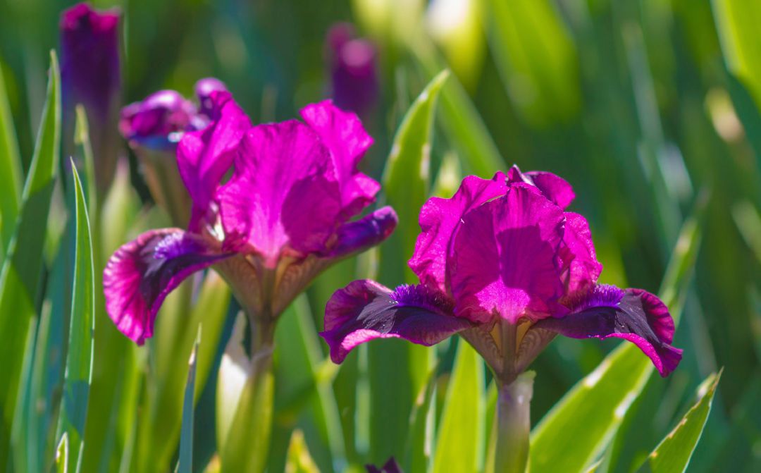 Iris Flowers