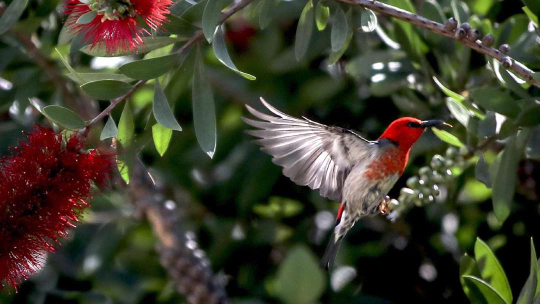 Attract Native Birds to Your Garden