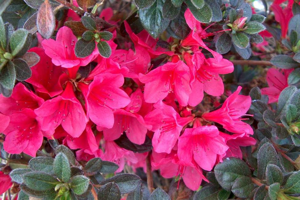 Autumn Ruby