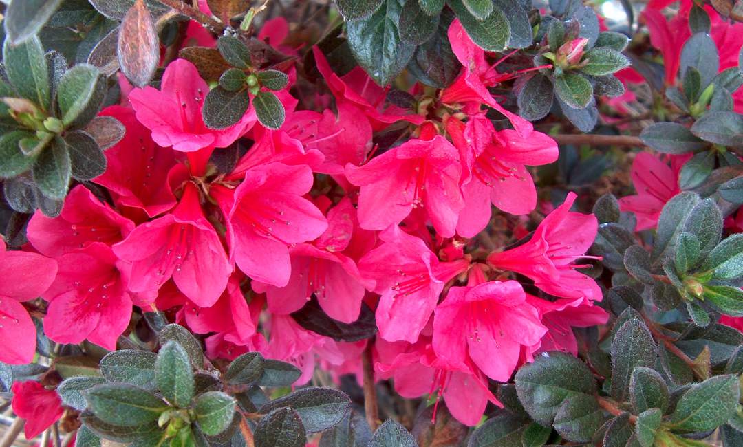 Autumn Ruby