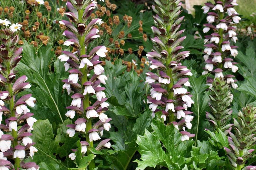 HARDY PLANTS TO SURVIVE AUSTRALIAN SUMMERS